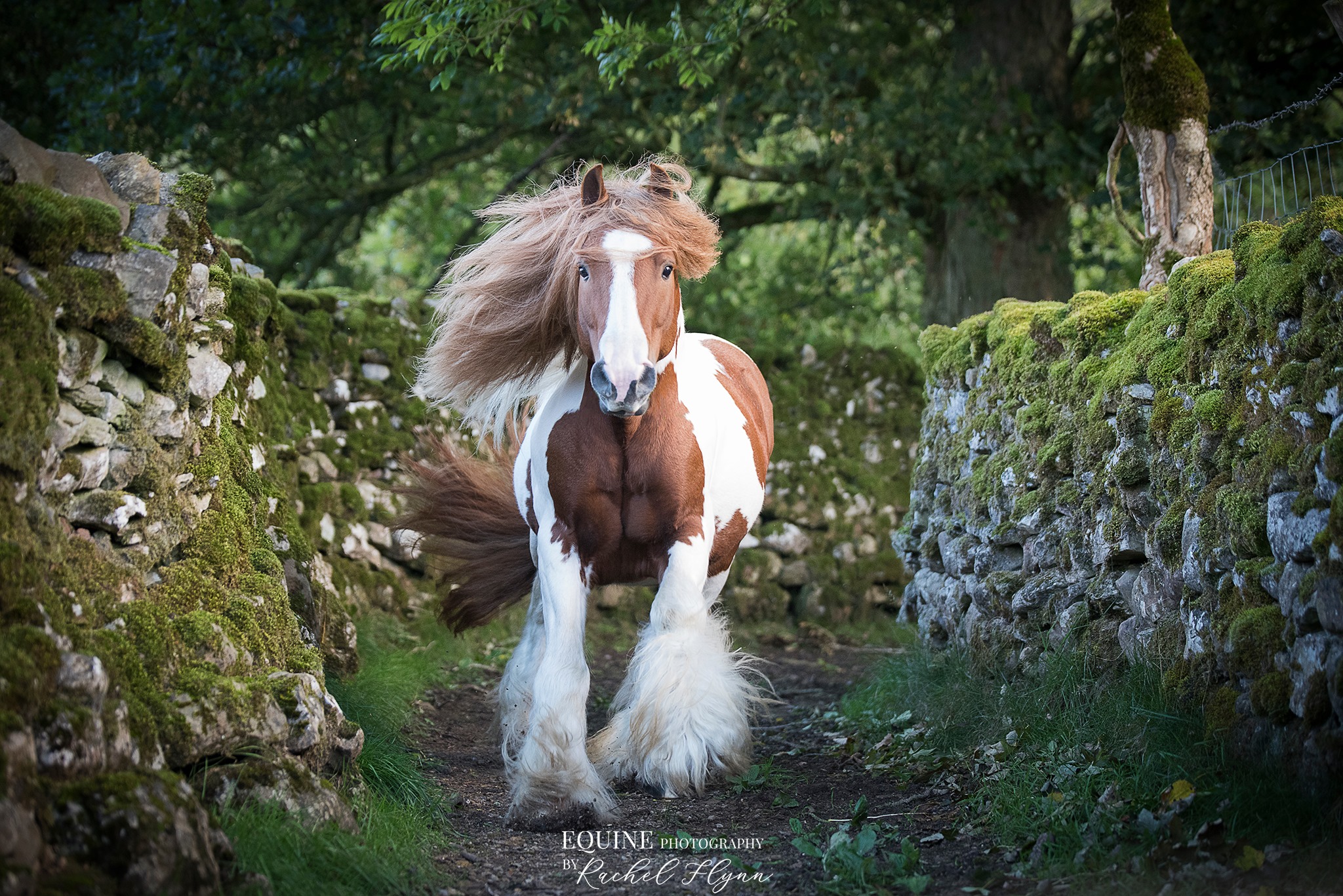 Gypsy Cob Stallion Pet Portrait